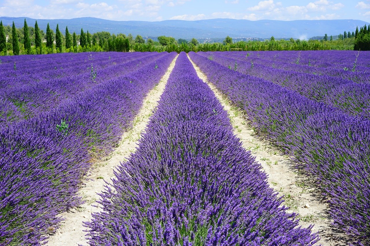 lavender-field-1595577_1280.jpg